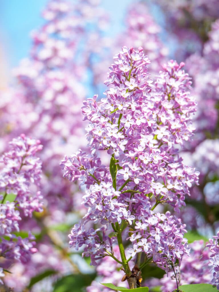 Watering Lilacs