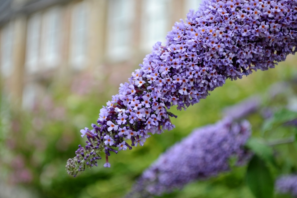 Butterfly bush is a drought-tolerant perennial!