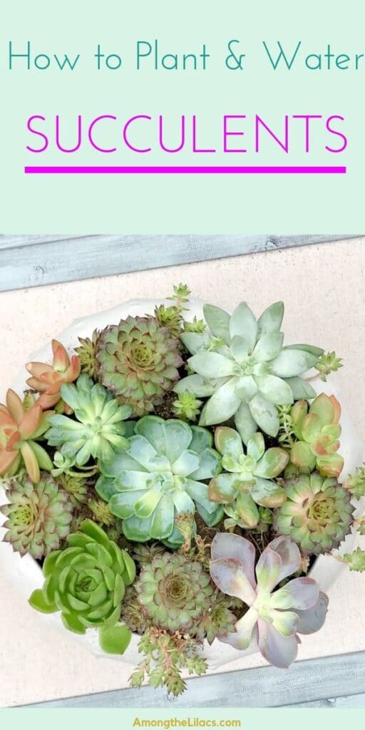 How to Plant Succulents
