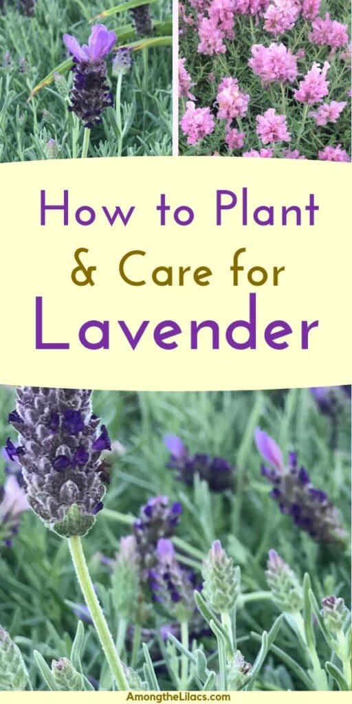 How to Grow Lavender - Among the Lilacs