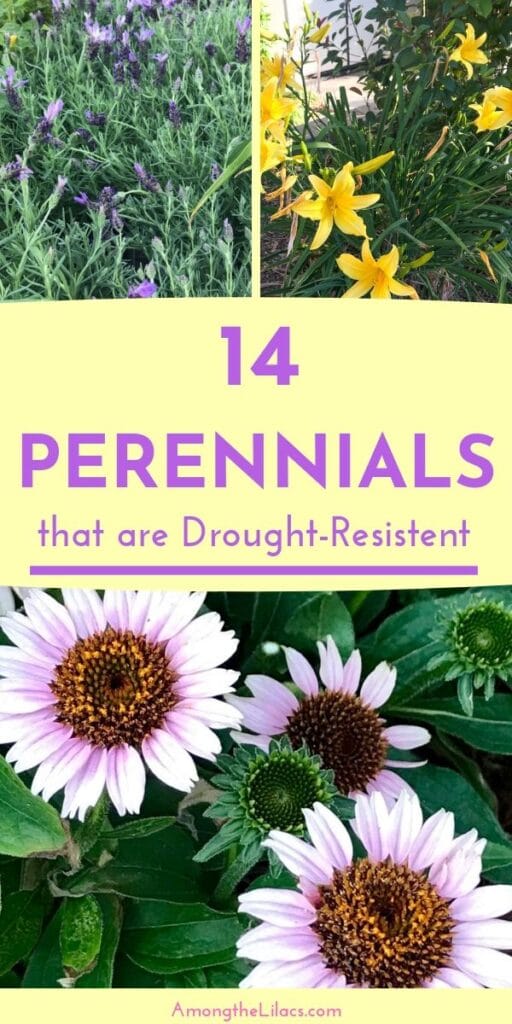 Check out these 14 drought-tolerant perennials for your yard,landscape, and garden!