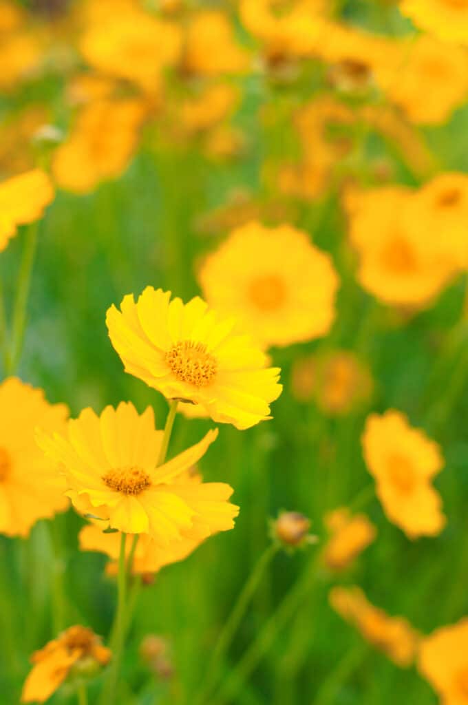 Coreopsis is a drought-tolerant perennial!