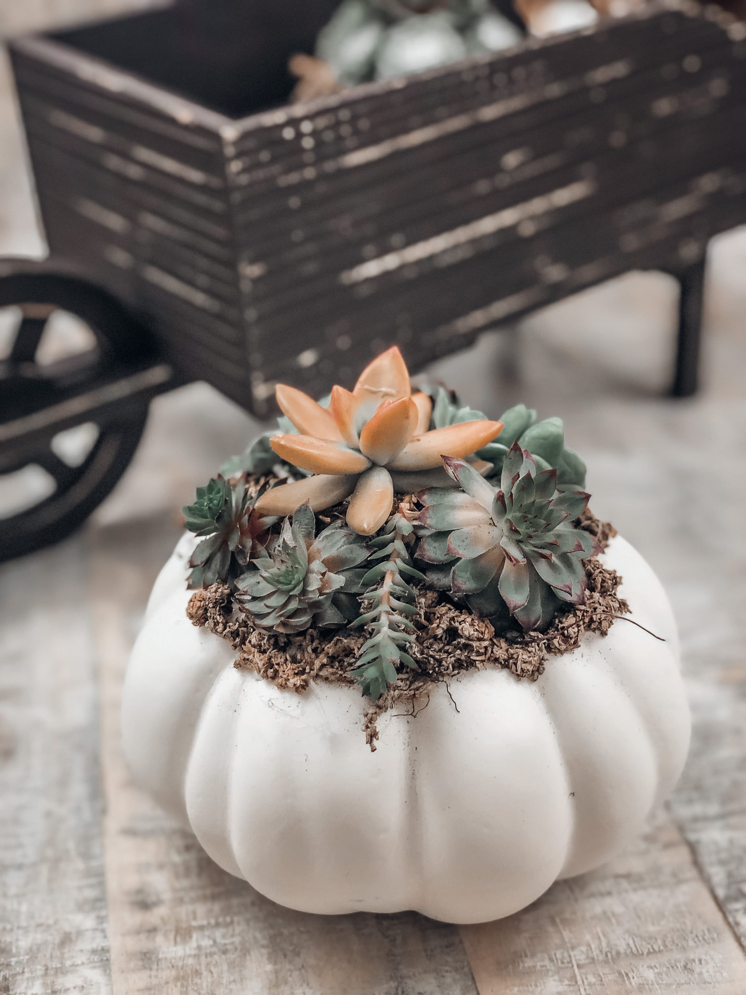 Learn how to make DIY Pumpkin Succulents!