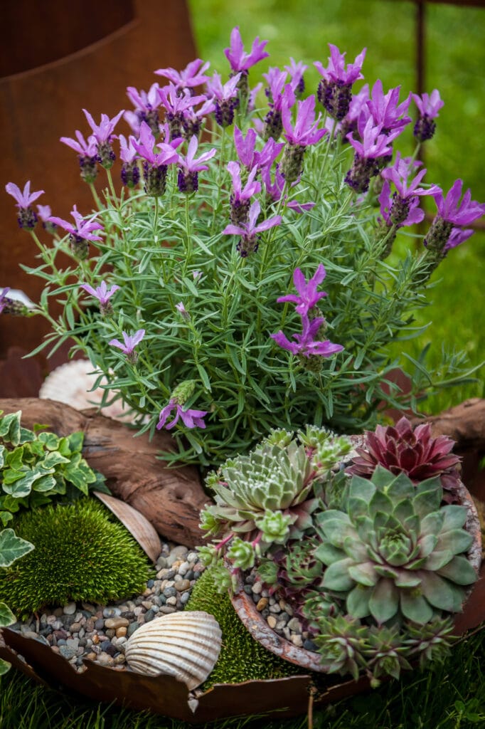 Potted lavender plant and potted succulents being grown outdoors side-by-side.