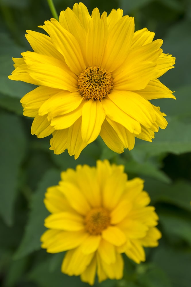 False sunflower is a drought-tolerant perennial!