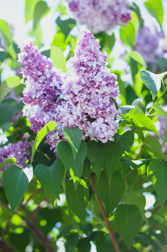 Lilac blooms with green leaves.