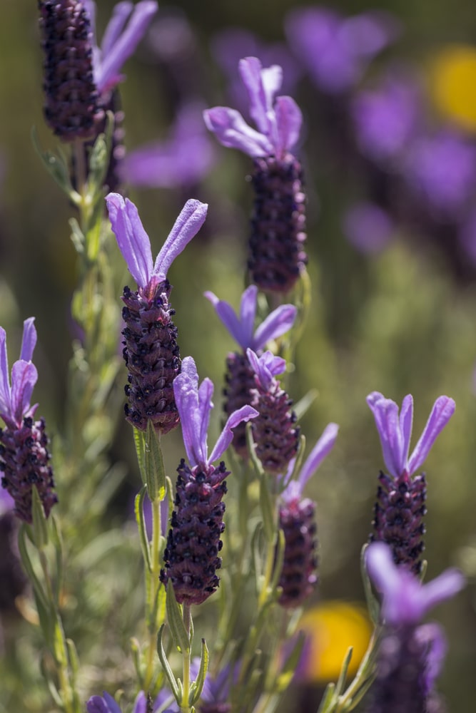 Purple French Lavender blooms.