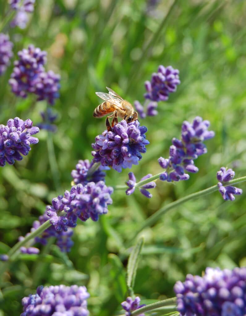 Purple lavender plants in the yard.