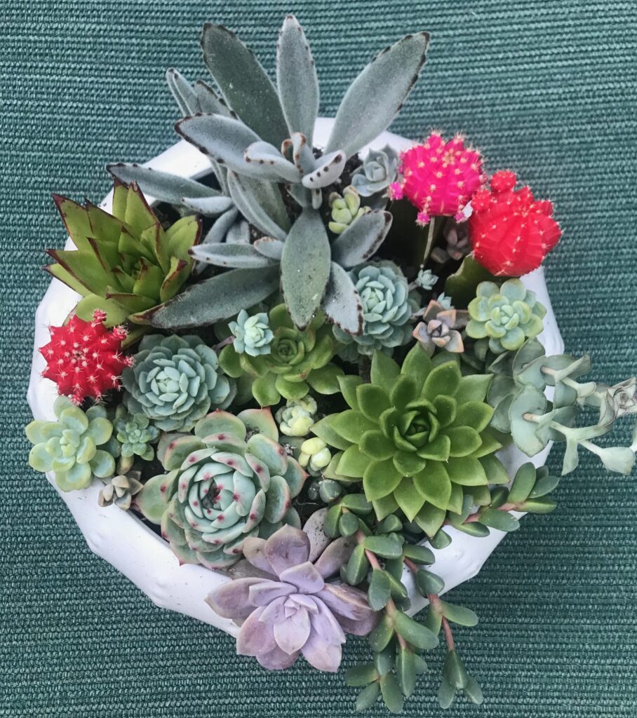 How to Plant Succulents to make a beautiful arrangement!