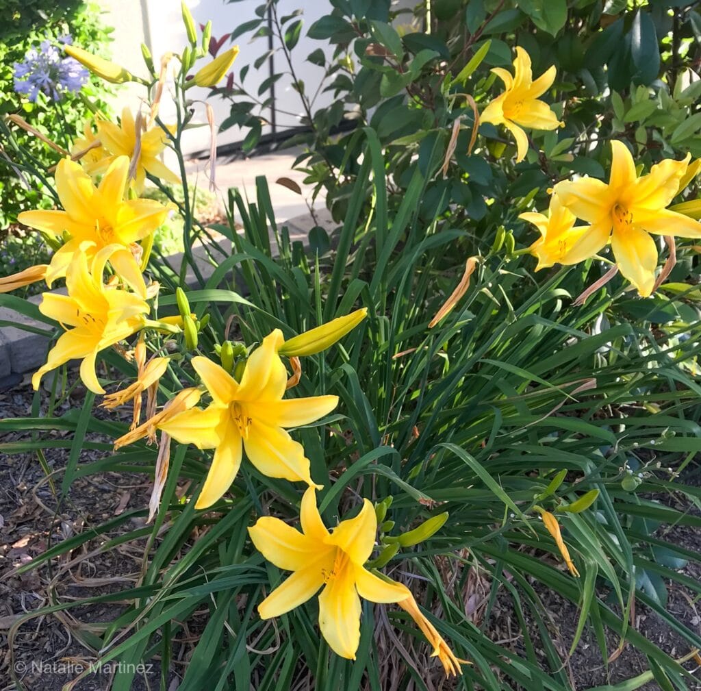 Learn which perennials are drought-tolerant! 