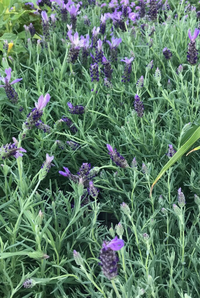Learn how to grow lavender.