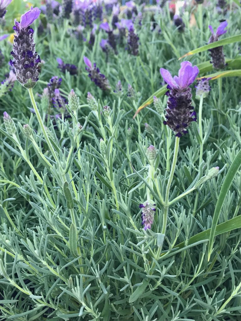 Learn which perennials are drought-tolerant!