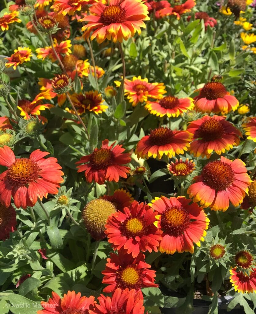 Learn which perennials are drought-tolerant!