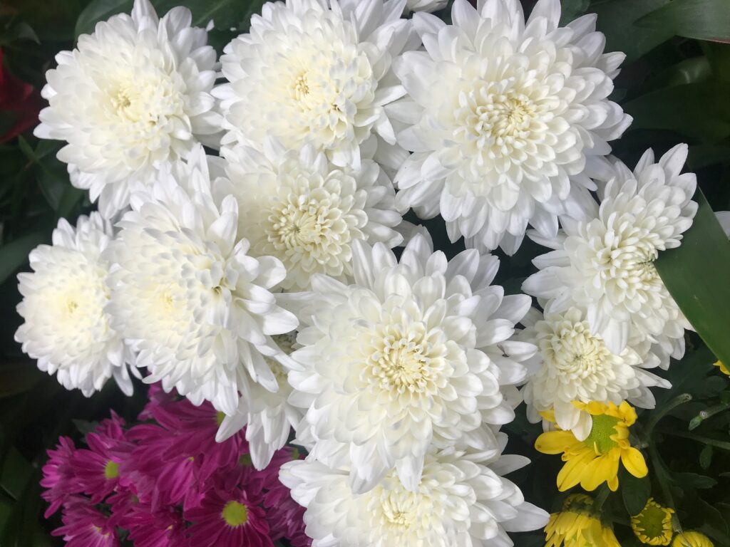 Beautiful white chrysanthemum blooms!