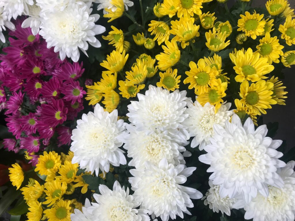 Chrysanthemums looking beautiful next to aster flowers!