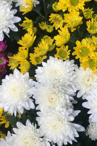 How to Care for Chrysanthemums