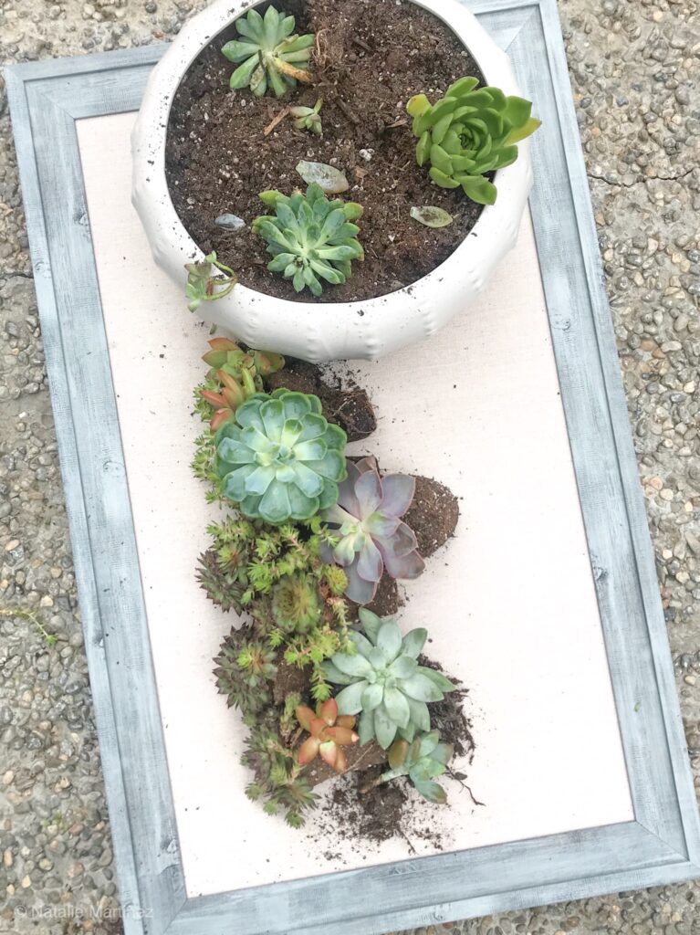 A group of colorful succulents being planted inside a white planter.