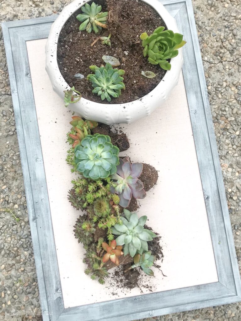How to Plant Succulents in a Pot – the Right Way – Among the Lilacs