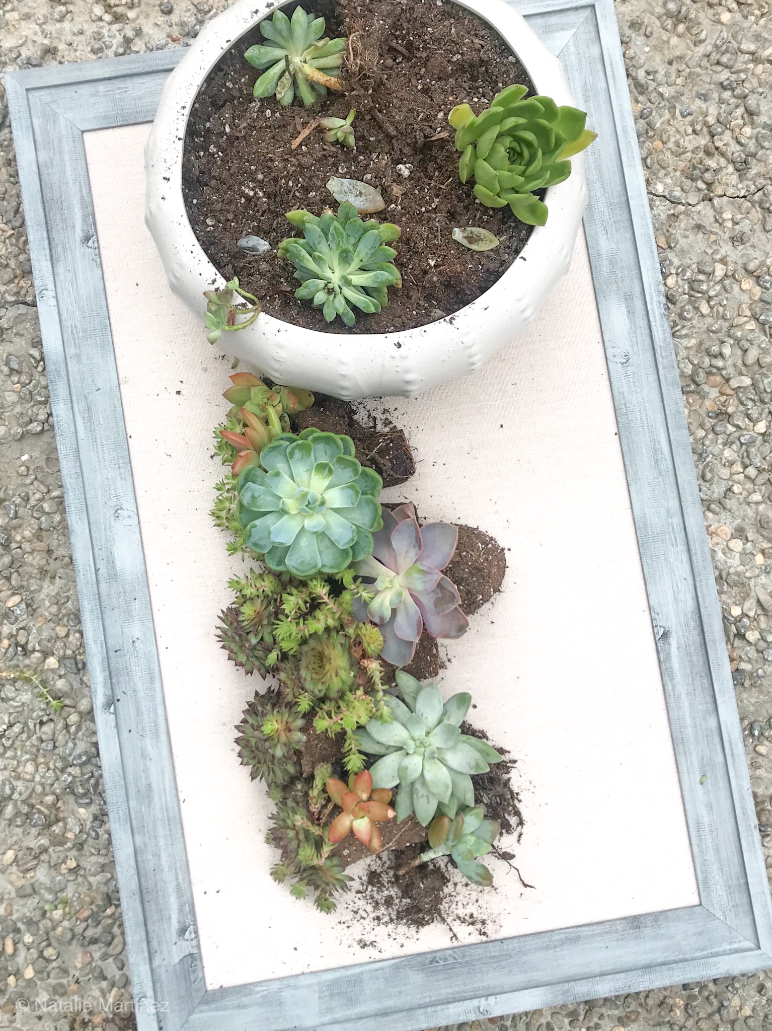 How to Plant Succulents in a Pot the Right Way