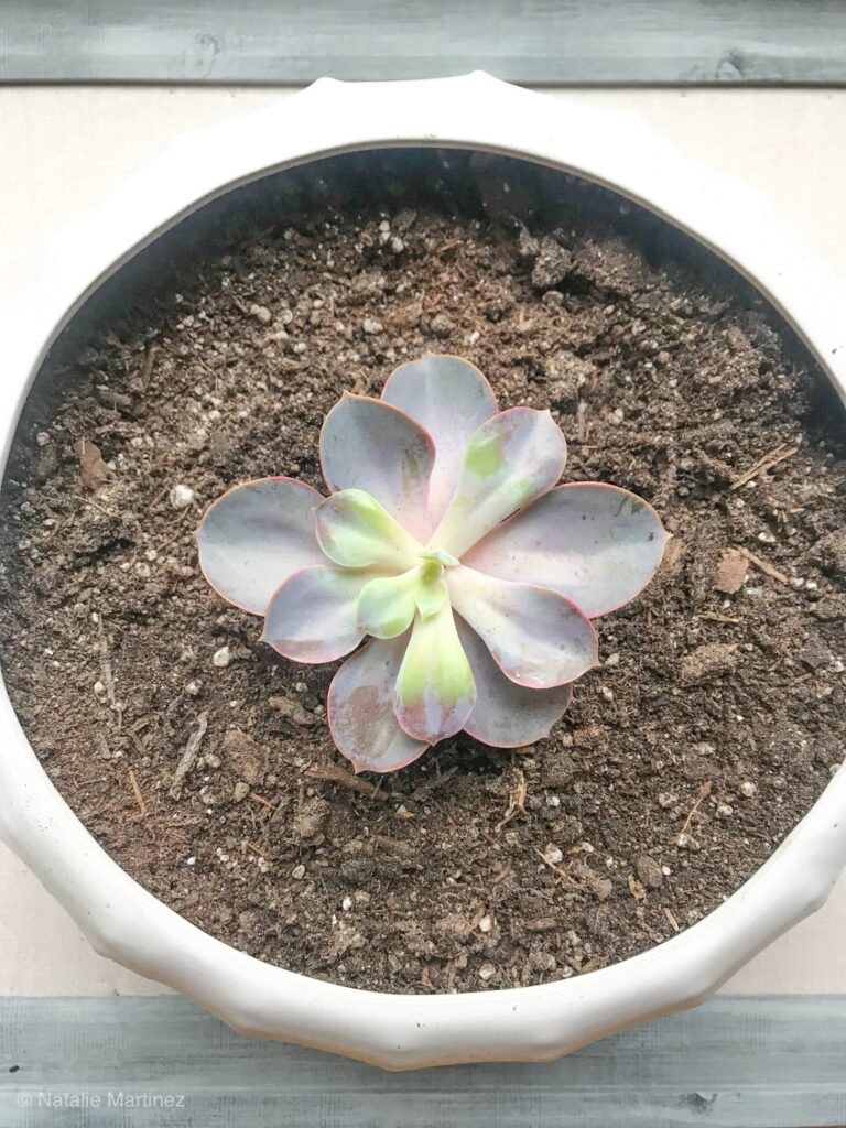 A single purple succulent planted in the center of an ivory pot.