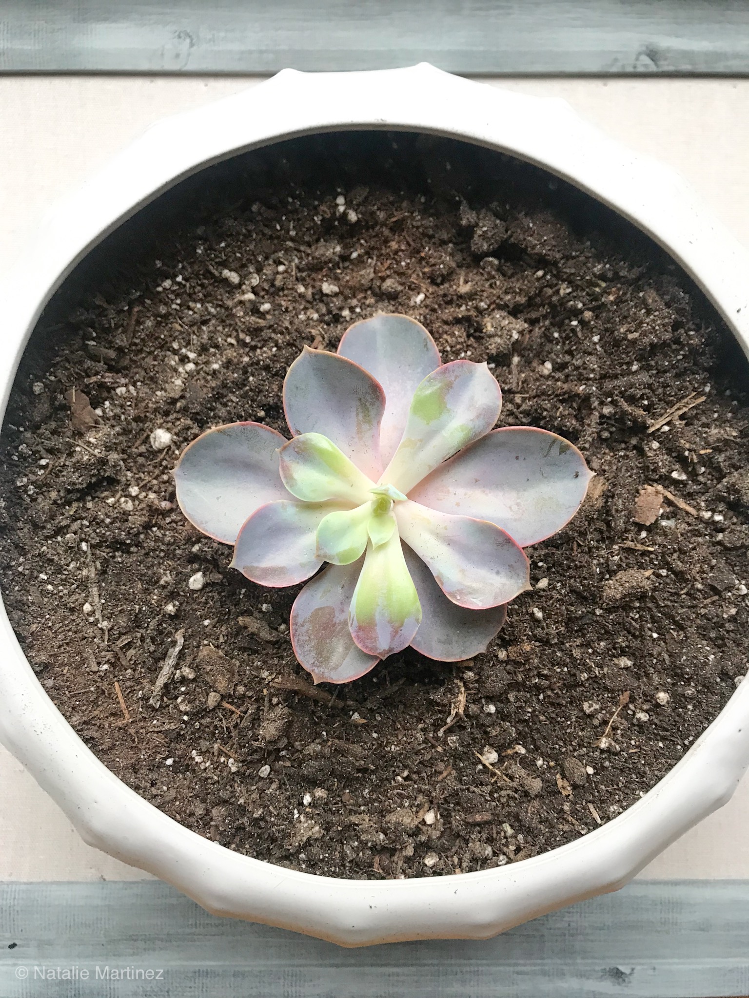 How to plant succulents!