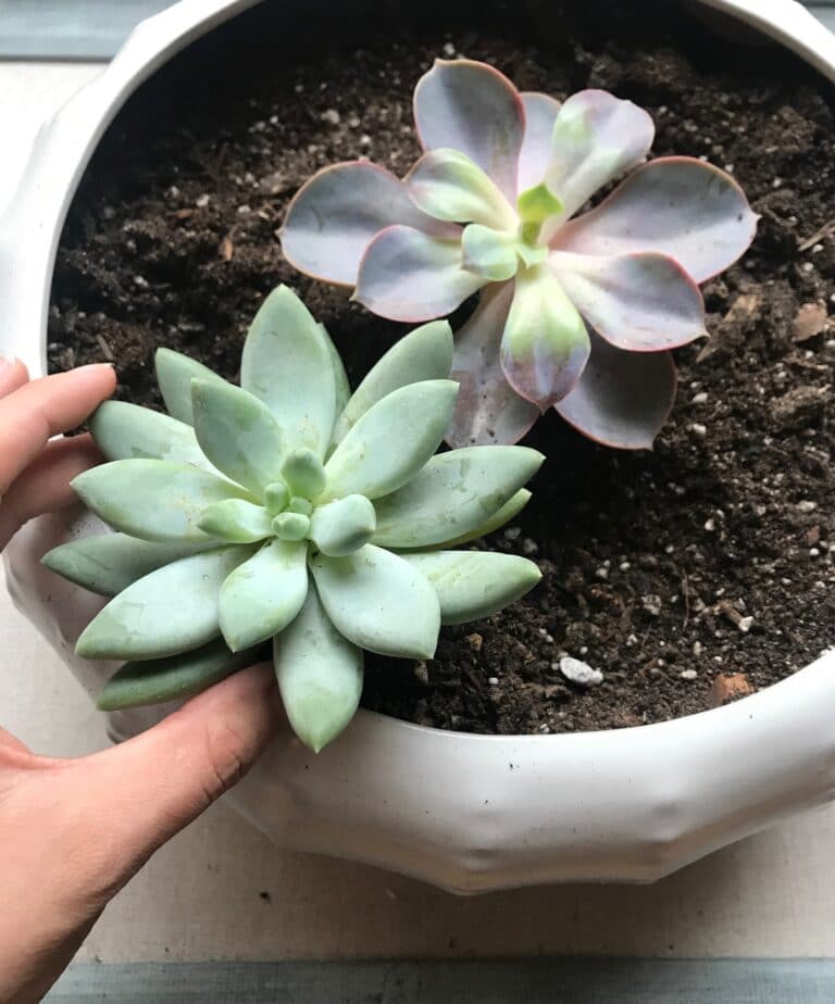 How to Plant Succulents in a Pot – the Right Way – Among the Lilacs