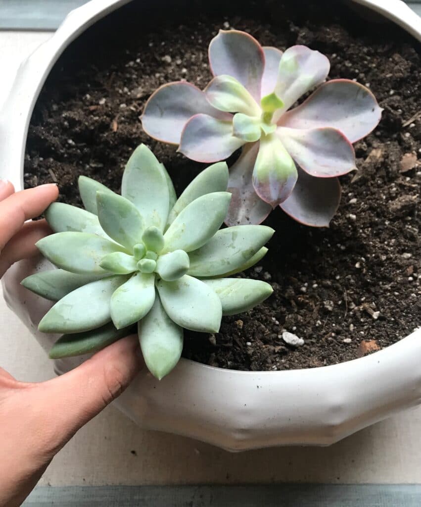 Two colorful succulents recently planted inside a decorative pot.