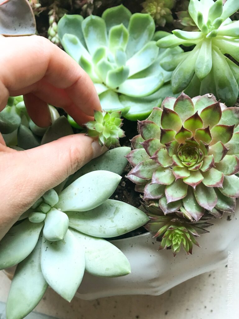 Several compact succulents planted closely together in a pot.