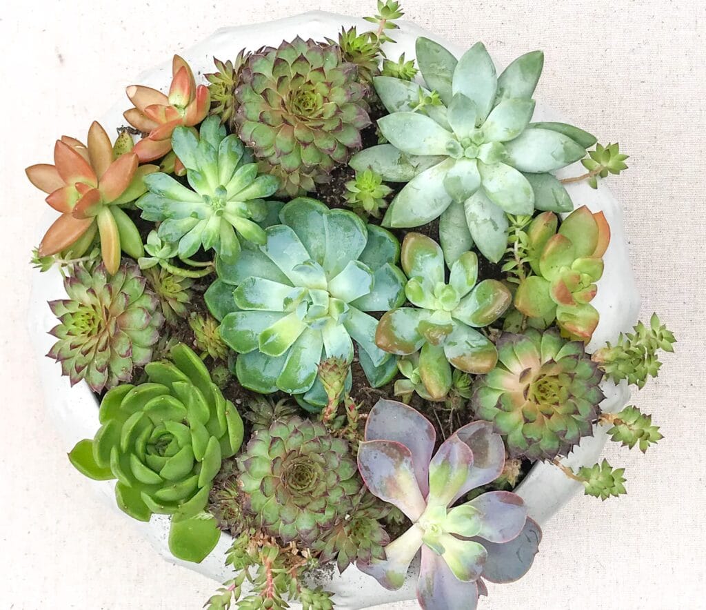 Learn how much sunlight succulents actually need to look their best!