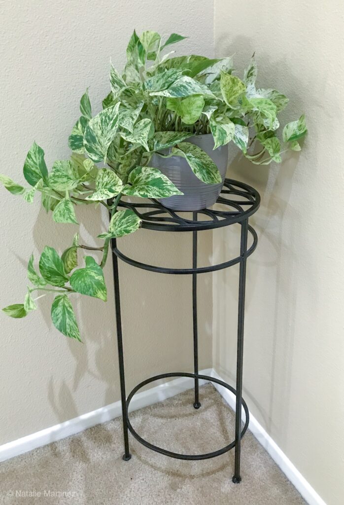 Learn how to propagate a pothos plant!