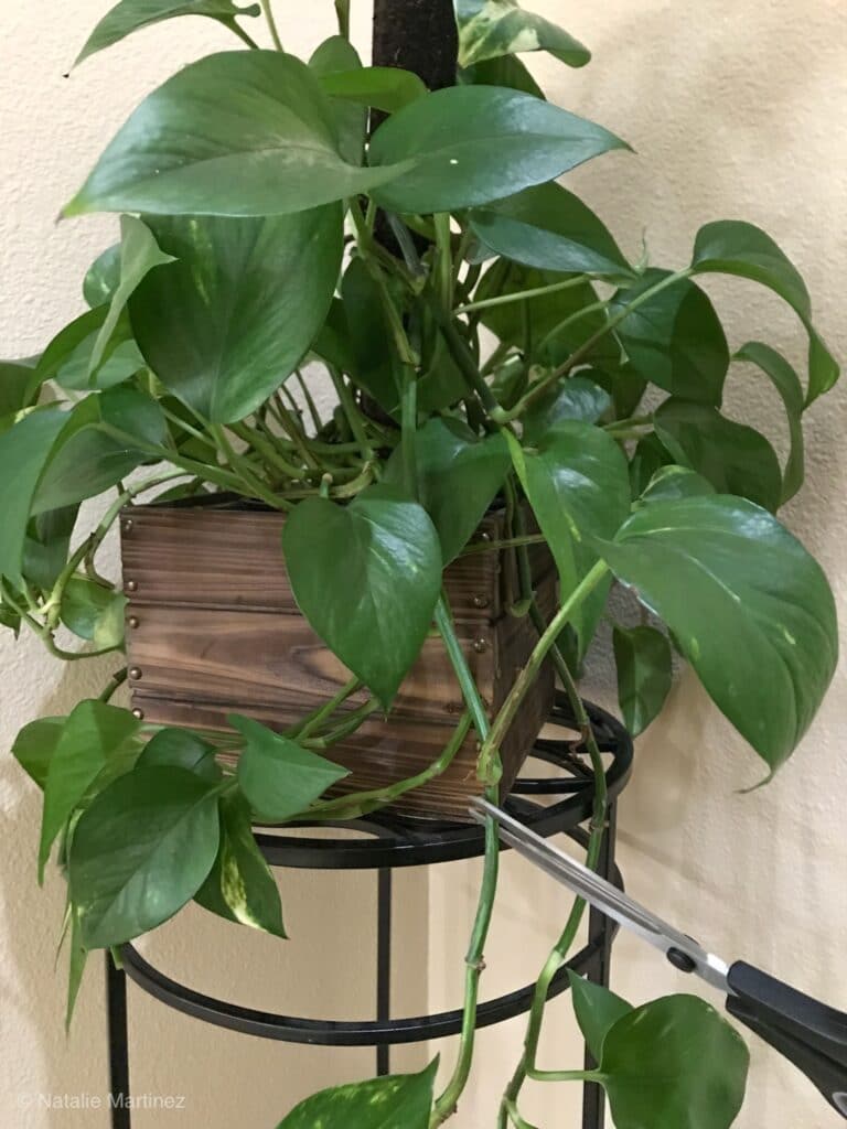 Learn how to propagate a pothos plant!