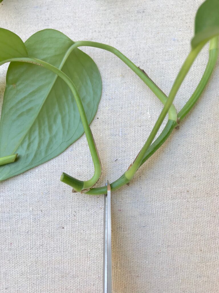 Learn how to propagate a pothos plant!