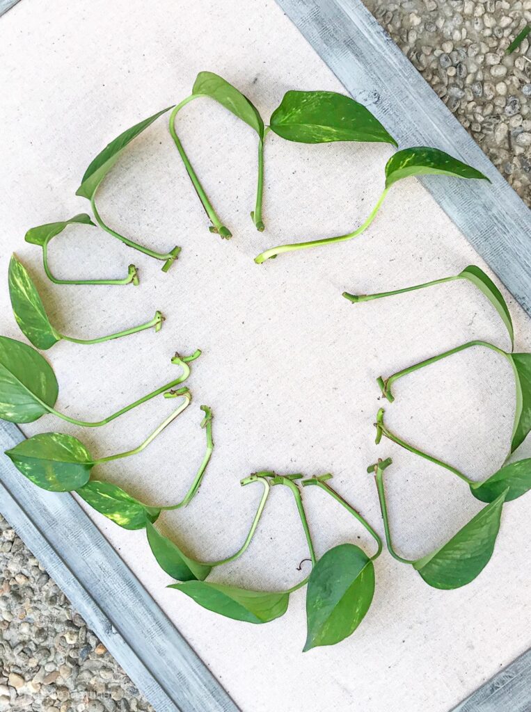 Learn how to propagate a pothos plant!