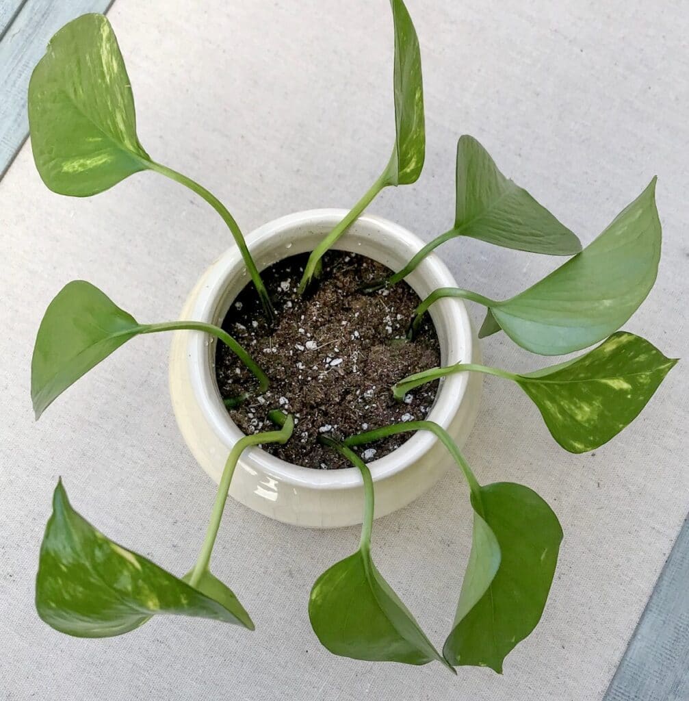 Learn how to propagate a pothos plant!