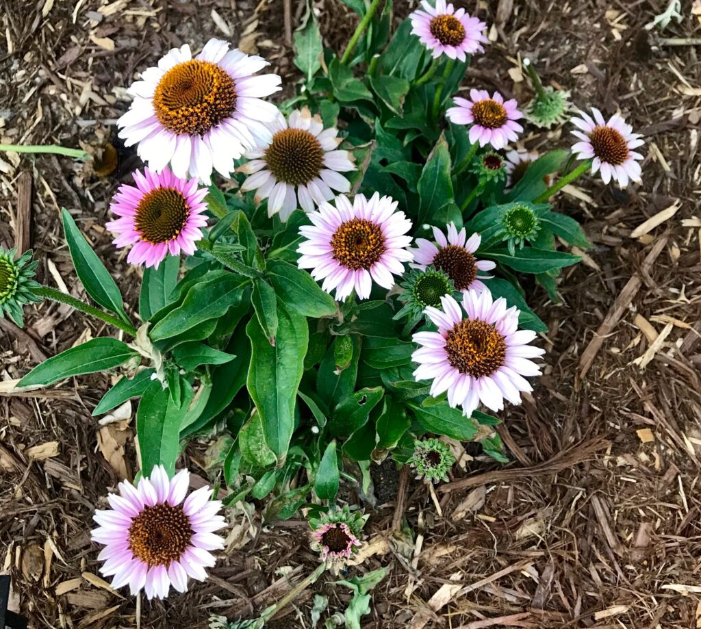 Learn which perennials are drought-tolerant!