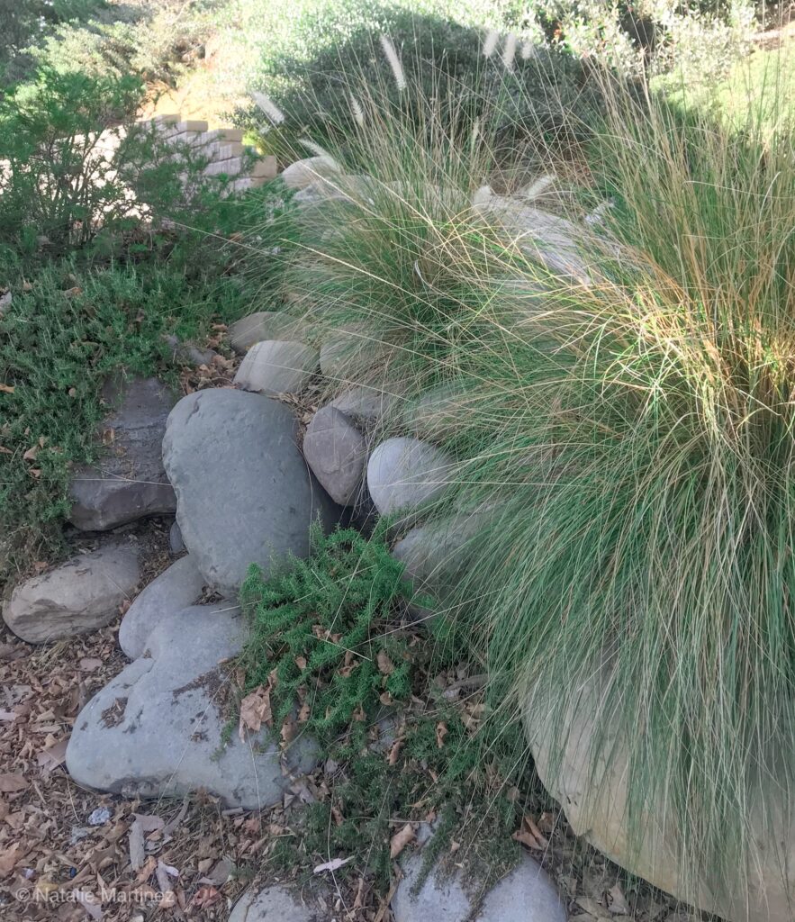 Learn which Perennials are drought-tolerant!