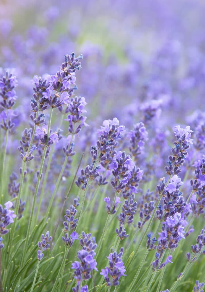 Purple lavender plants growing in a field.