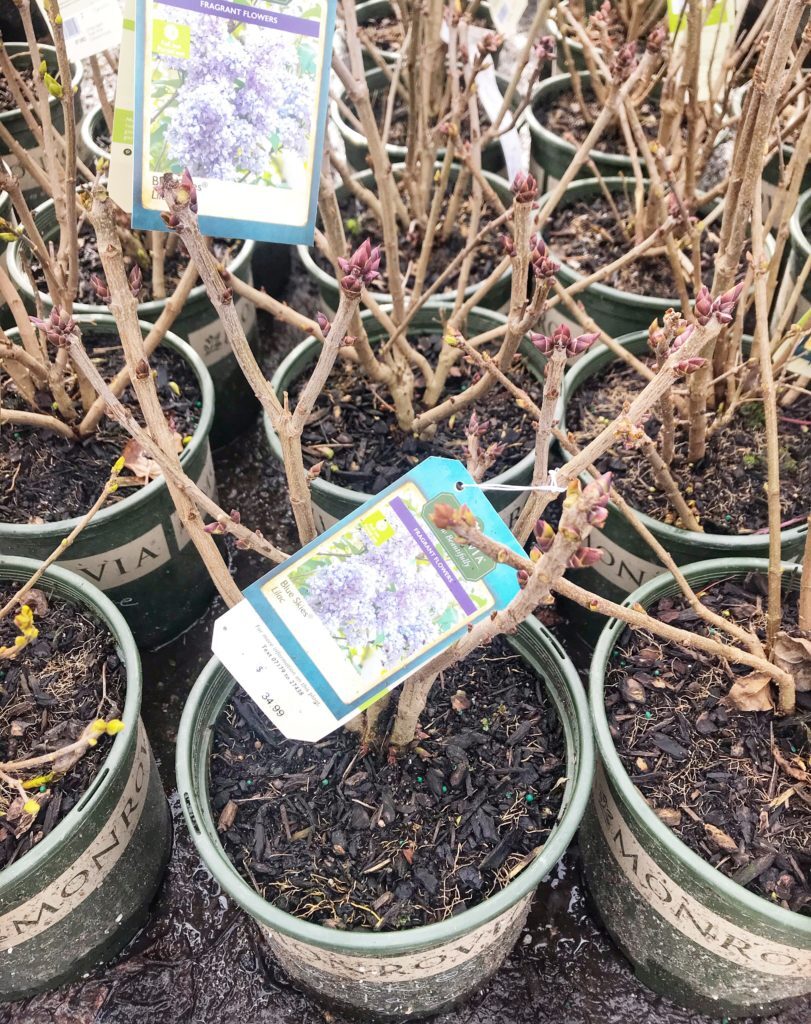 Several plastic garden pots of lilac bushes. Pots are filled with wet soil and woody stems grow out of the soil. Picture taken at a garden center.