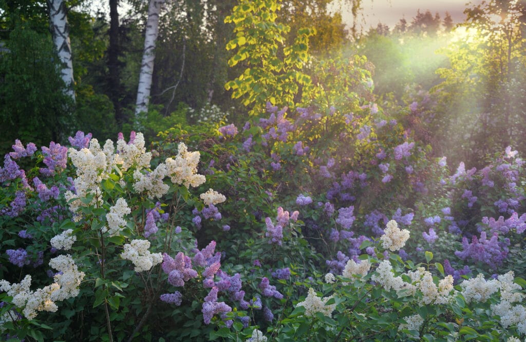 A field of lilac bushes in shades of purple and white, with sunlight breaking through the trees. 