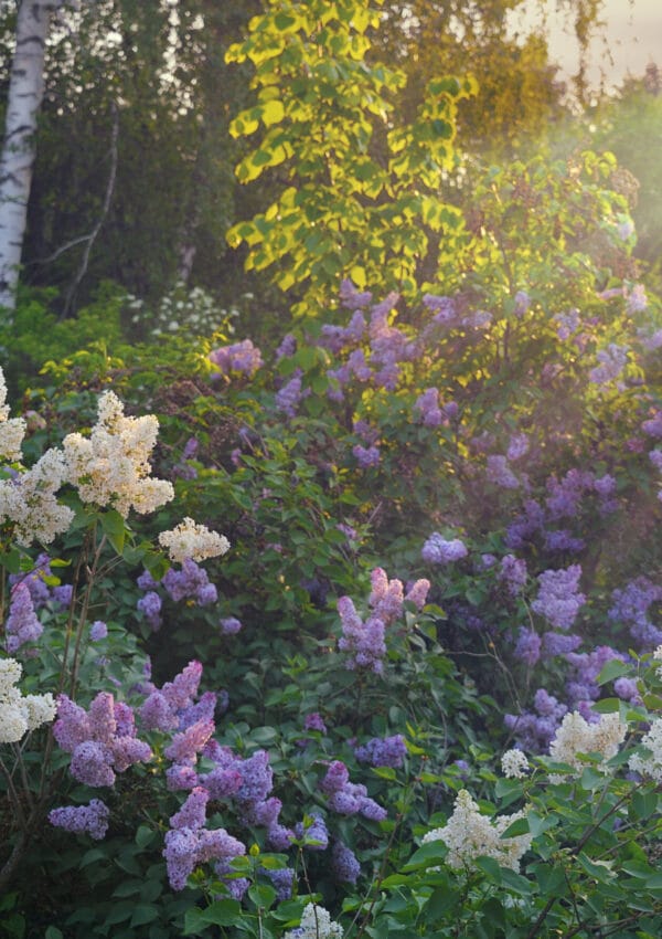 Learn how to plant different lilac varieties!