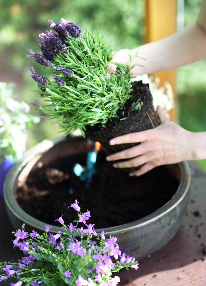 Lavender plant being repotted into a large planter.