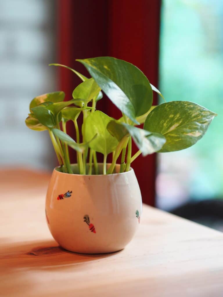 Learn how to propagate a pothos plant! 