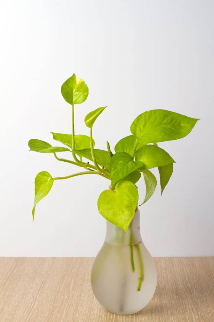 Learn how to propagate a pothos plant! 