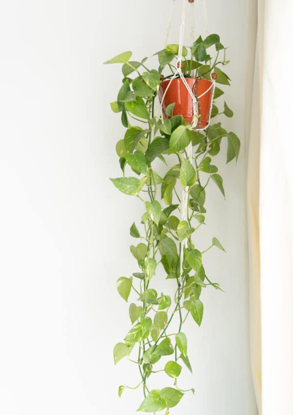How to propagate a vining pothos plant!
