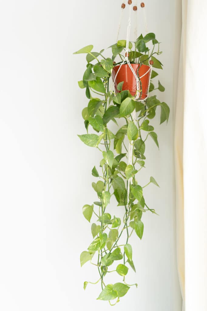 How to propagate a vining pothos plant!
