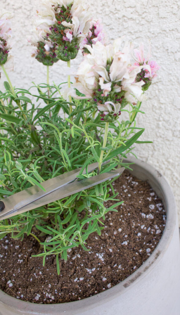 Pruning a potted lavender plant.