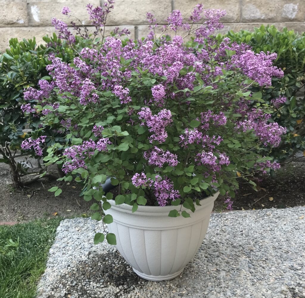 A Reblooming Bloomerang Lilac planted into a container!