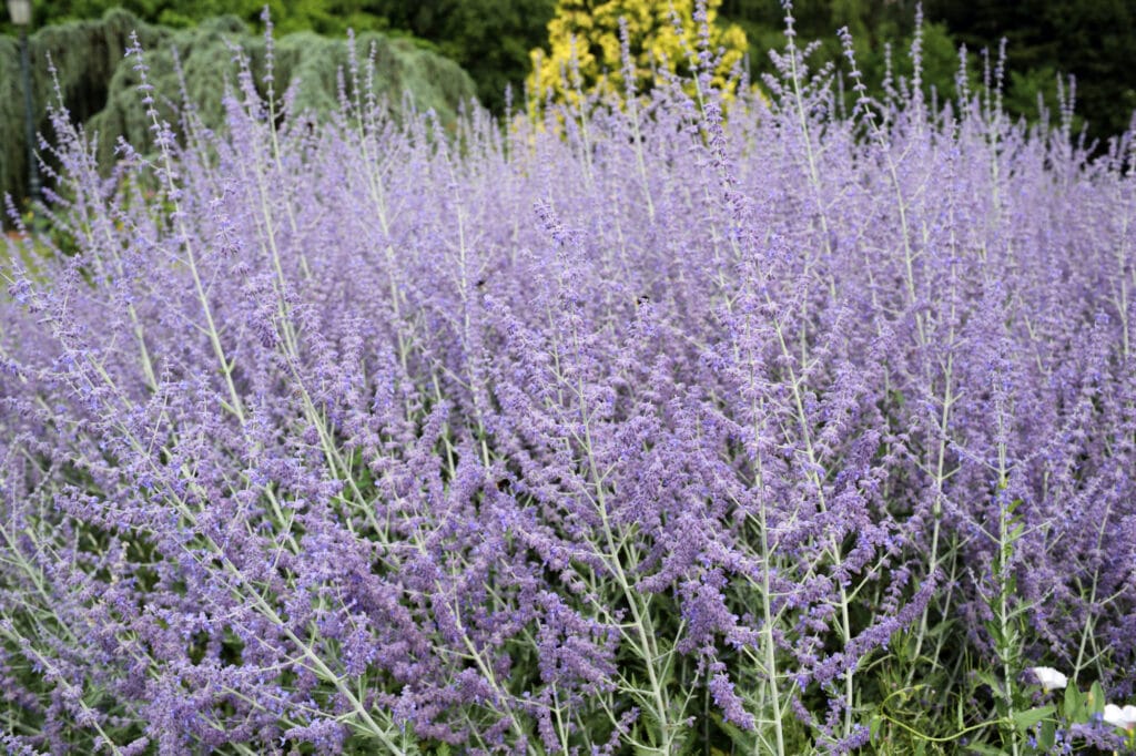 Russian sage grows in the garden. Tiny purple flower petals grow upright on large thin stems.