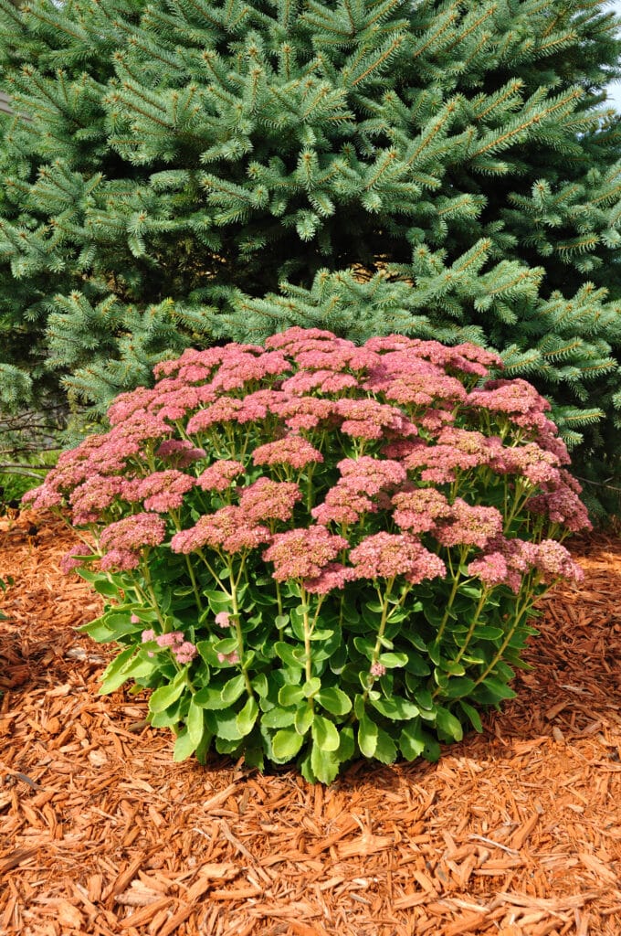 Sedum Autumn Joy .ong-blooming perennial