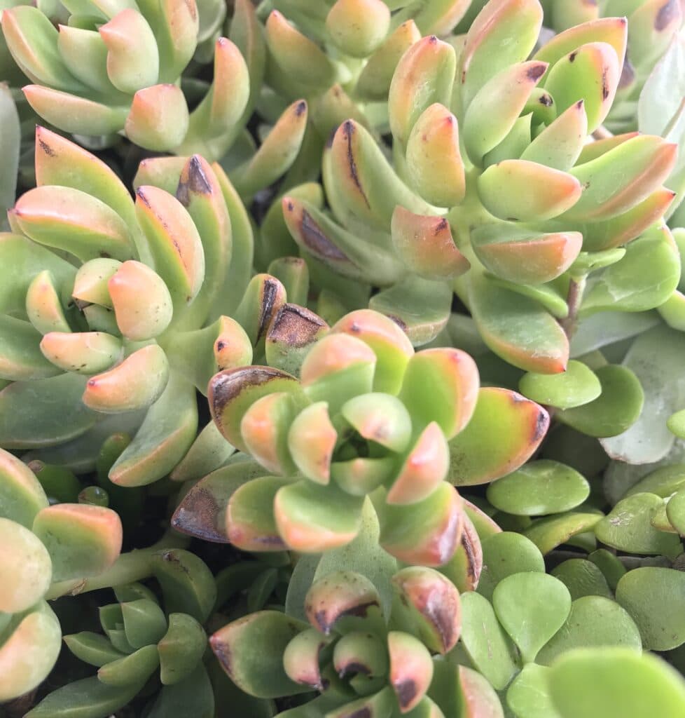 Learn how much sun your succulents need!
